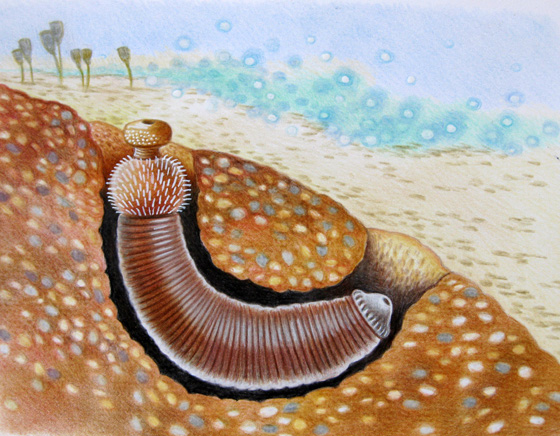 Рис. 5. Древний головохоботный червь Ottoia