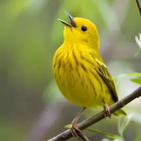 Желтая древесница (yellow warbler) распространена почти по всей Америке