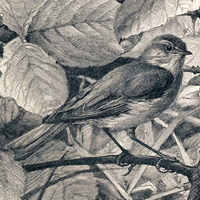 Рис. 1. Пеночка-весничка