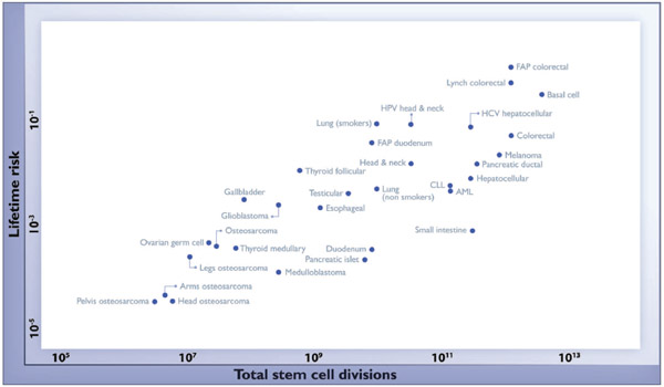 Рис. 2. Соотношение между числом делений стволовых клеток и риском возникновения рака