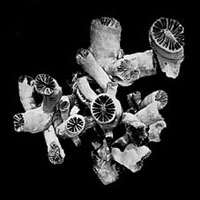 Глубоководные коралловые банки