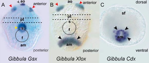 Рис. 6. Экспрессия ParaHox-генов у личинки улитки Gibbula varia