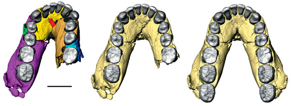 Рис. 2. Нижняя челюсть Homo habilis OH7