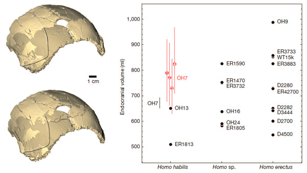 Рис. 4. Две альтернативные реконструкции теменной части черепа OH7