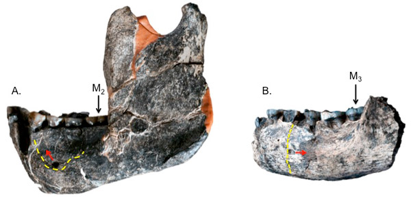 Рис. 6. Сравнение челюсти афарского австралопитека AL 822-1 и древнейшего Homo LD 350-1