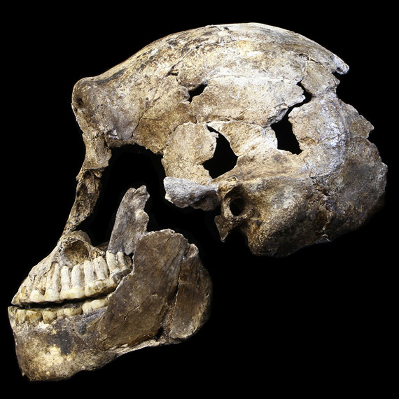 Хорошо сохранившийся череп <i>Homo naledi</i> из пещеры Райзинг Стар