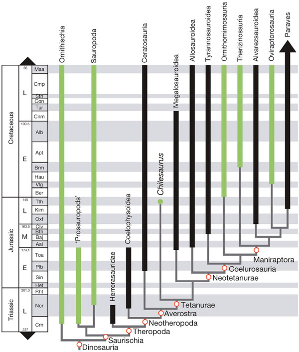 Рис. 4. Филогенетические связи основных групп динозавров