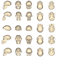 Черепа из Дманиси