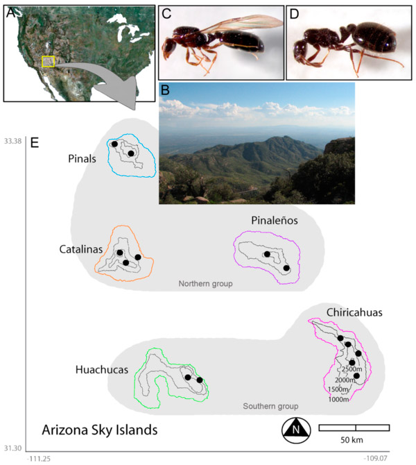 Рис. 1. «Небесные острова» Аризоны и самки обитающих на них муравьев Monomorium emersoni