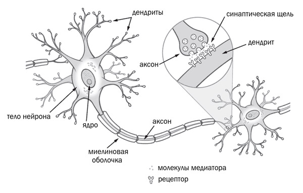 Рис. 2. Схема нейрона и синапса