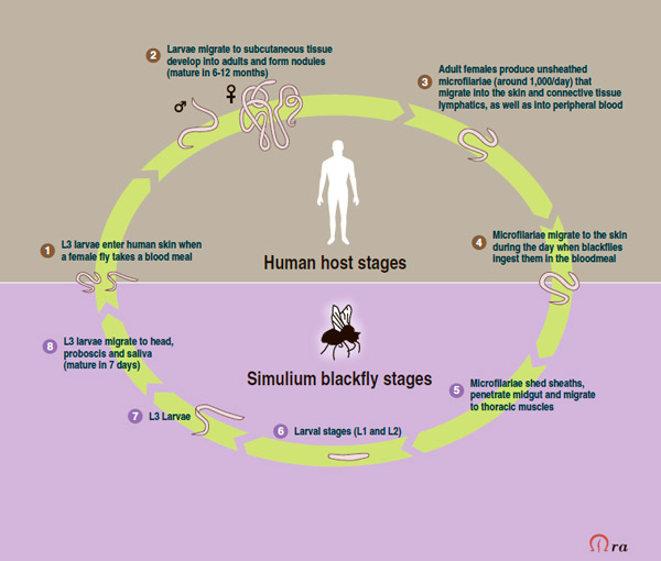 Жизненный цикл нематоды Onchocerca volvulus
