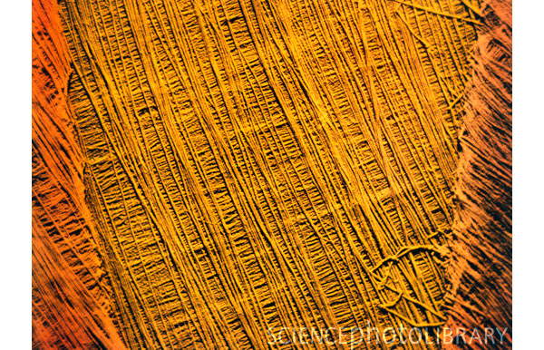 Рис. 2. Изображение клеточной стенки, полученное при помощи электронной микроскопии