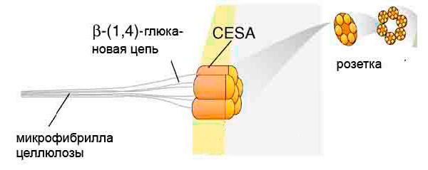 Рис. 3. Схема биосинтеза микрофибрилл целлюлозы