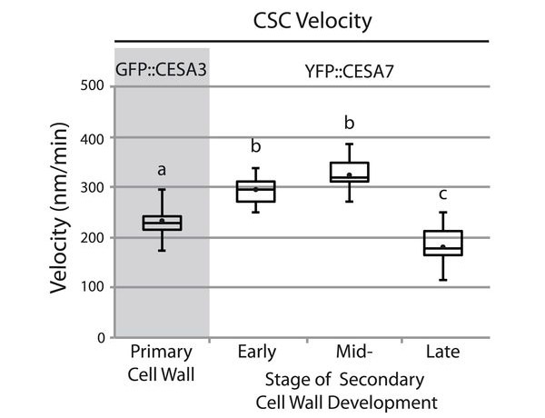 Рис. 4. Скорость движения целлюлозосинтазных комплексов в клеточной мембране