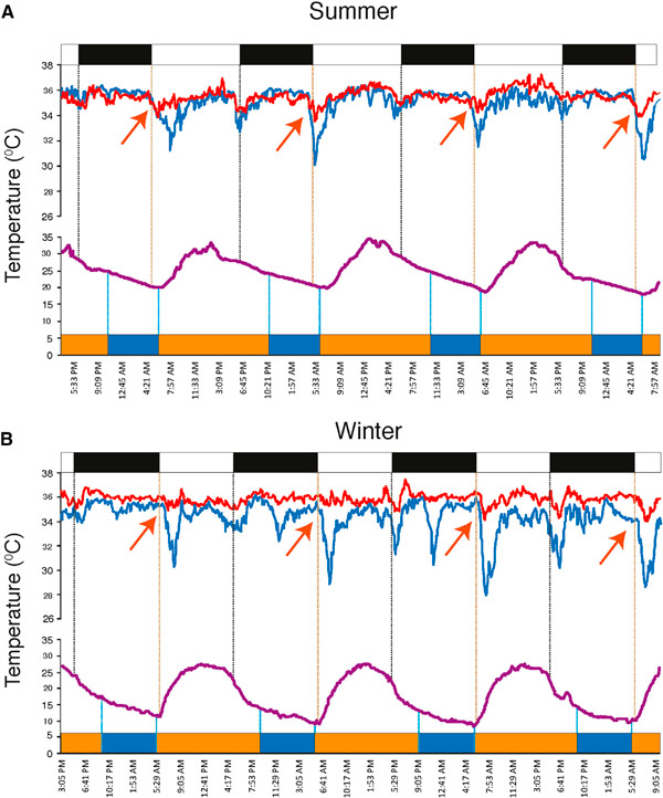 Рис. 2. Периоды сна и бодрствования у людей сан летом и зимой