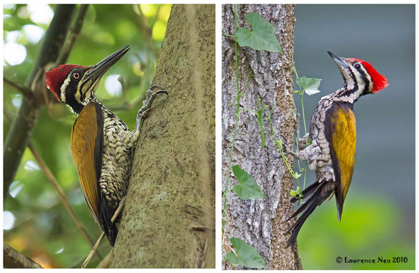Рис. 1. Большой султанский дятел и индо-малайский золотоспинный дятел