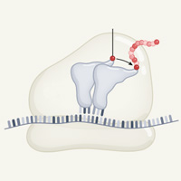 Сравнение процессов, происходящих в современных живых клетках с их возможными предшественниками или примитивными аналогами, описанными в обсуждаемой статье