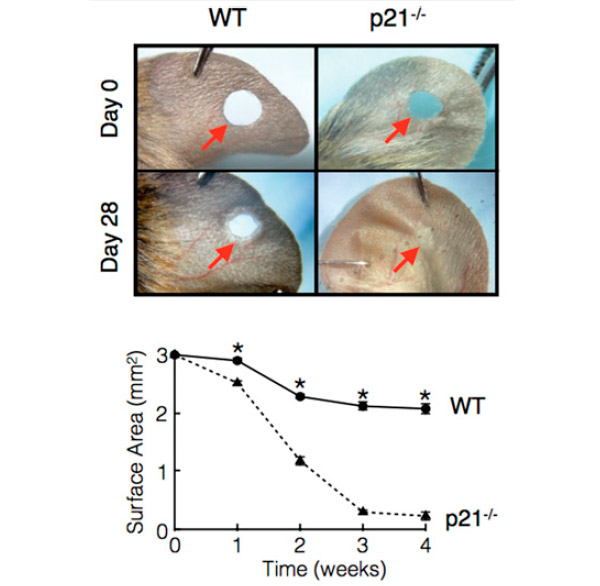 Рис. 1. Ушки мышей с проколотыми дырочками в первый день и после 28 дней