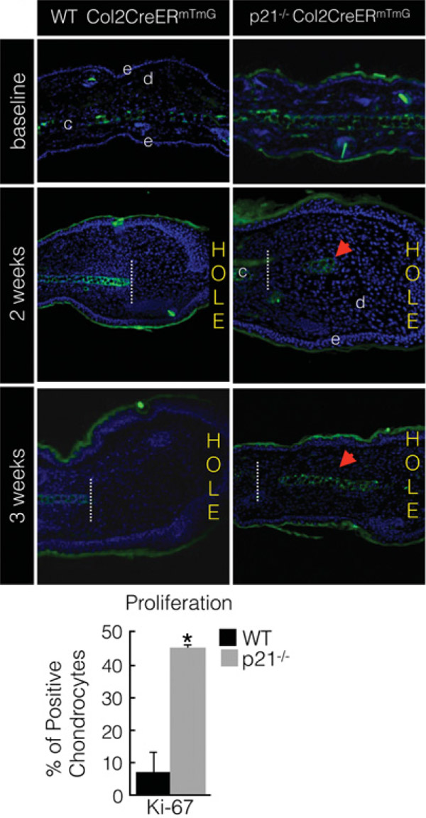 Рис. 2. Образование слоя хондроцитов в месте повреждения уха