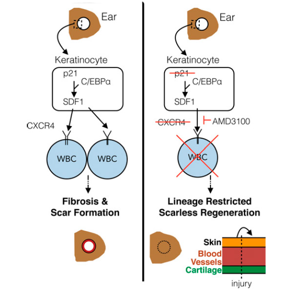 Рис. 3. Схема каскада, обеспечивающего регенерацию тканей поврежденного уха