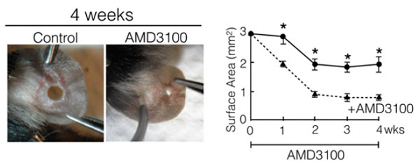 Рис. 4. Сравнение проколов в ушках мышей без лечения и с местной обработкой прокола препаратом ADM-3100