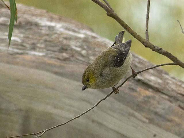 Рис. 2. Тасманийский пардалот