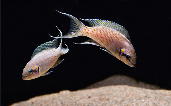 Рис. 1. Цихлиды Neolamprologus pulcher, эндемики озера Танганьика, выработал интересную социальную организацию, требующую умения быстро узнавать, кто есть кто