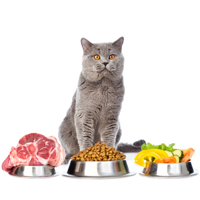 Домашняя кошка (Felis catus) — это облигатный хищник, то есть она обязана есть мясо, чтобы получать все необходимые питательные вещества