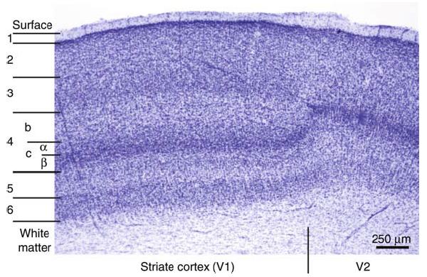Рис. 2. Первичная зрительная (стриарная) кора на срезах под световым микроскопом