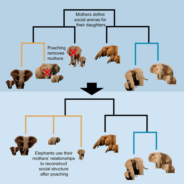 Рис. 1. «Графическое резюме» обсуждаемой статьи в Current Biology