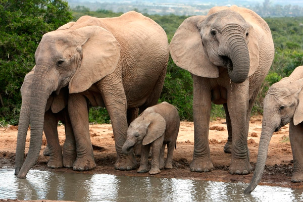 Рис. 2. Базовая единица социальной структуры у африканских слонов