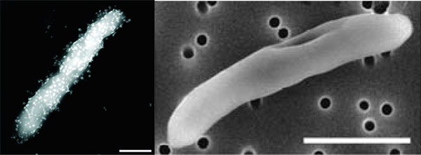 Рис. 2. Бактерия Moorella thermoacetica, покрытая наночастицами сульфида цинка