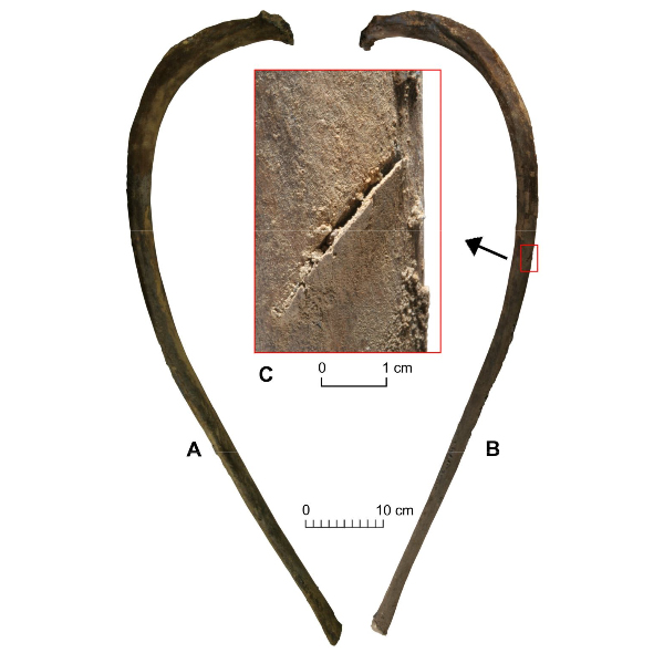 Косая насечка на ребре, характерная для повреждений при отделении мяса каменным орудием