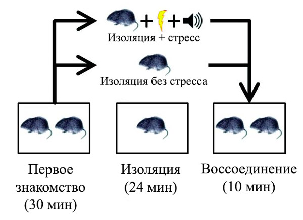 Схема эксперимента с полёвками