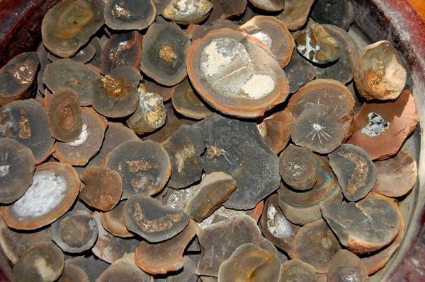 Рис. 2. Находки в Мэйзон Крик — расколотые конкреции с чудесными ископаемыми внутри