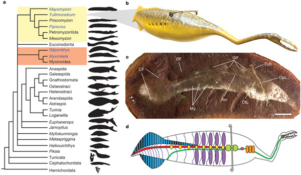 Рис. 3. Филогенетическая схема базальных хордовых