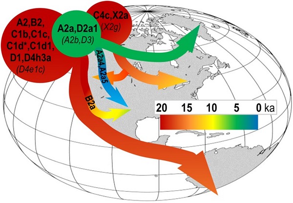 Общая реконструкция миграций носителей разных митохондриальных гаплогрупп в Америке