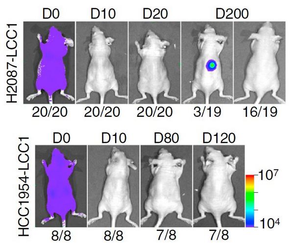 Экспериментальные мыши после введения им двух различных клонов латентных раковых клеток