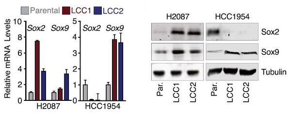 Активация экспрессии транскрипционных факторов