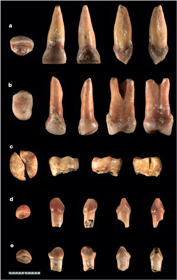 Зубы древних людей, найденные в местонахождении Мата Менге в 2014 году