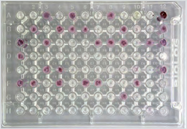 Biolog EcoPlate — плашка для определения спектра пищевых ресурсов