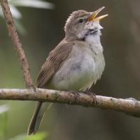 Садовая камышевка