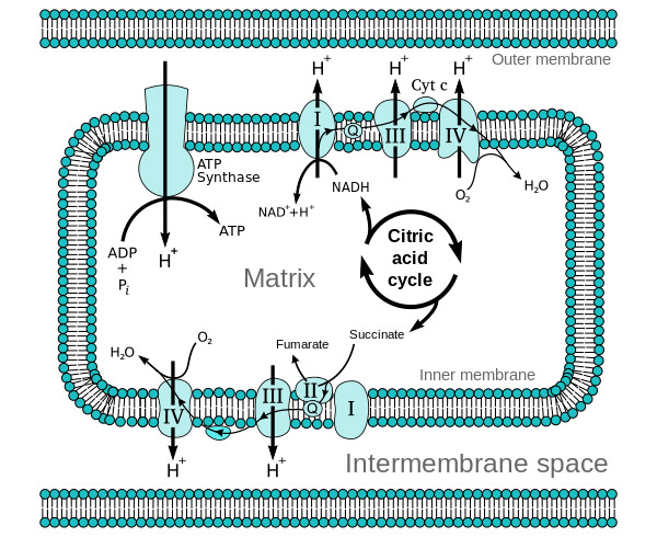 Рис. 1. Устройство дыхательной цепи переноса электронов