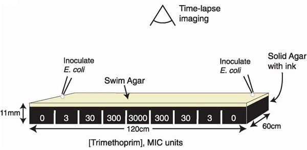 Эволюционный полигон для E. coli: прямоугольная пластина, покрытая черной плотной средой, поверх нее — прозрачный полужидкий слой агара