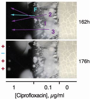 Рост колоний E. coli через границы концентраций антибиотика ципрофлоксацина; рост идет в направлении от нулевой концентрации (справа) к наивысшей (слева)