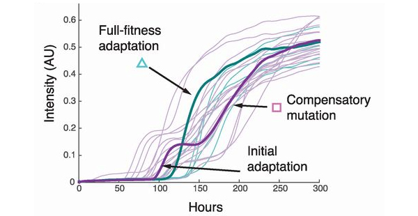 Сравнение скорости роста колоний из «авангардных» (голубой цвет) позиций и из «тыловых» (фиолетовый); выделено два отдельных примера