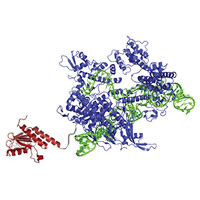 Редактирование оснований: замена комплементарной пары нуклеотидов A•T на G•C без внесения двойных разрывов в геномную ДНК
