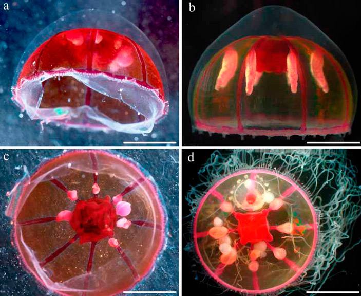 Глубоководная тихоокеанская медуза Crossota millsae