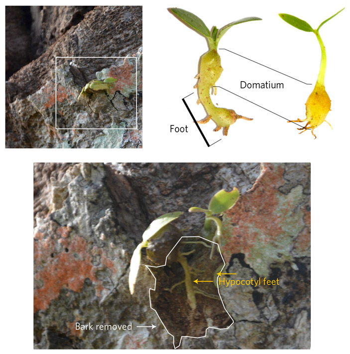 Рис. 4. Адаптация сквамеллярий-специалистов к развитию в трещинах коры