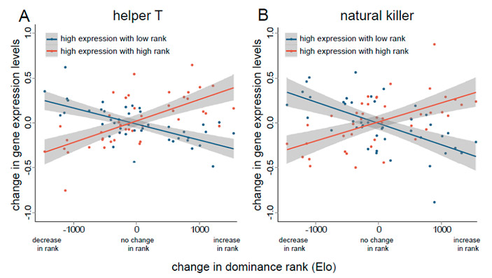 При смене социального статуса меняется экспрессия генов в Т-хелперах и естественных киллерах